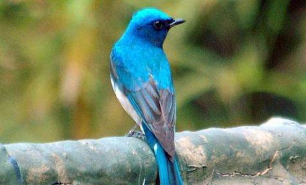 白腹蓝翁有饲养价值吗？答案是肯定的