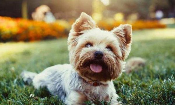 西施犬的饮食需求——每天狗粮摄取量（了解西施犬的饮食习惯和摄取量）