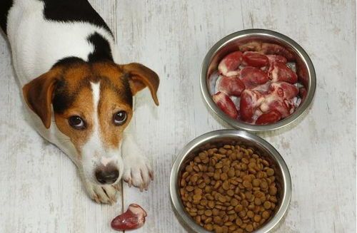 术后狗狗白体健康饮食原则，如何科学搭配营养？