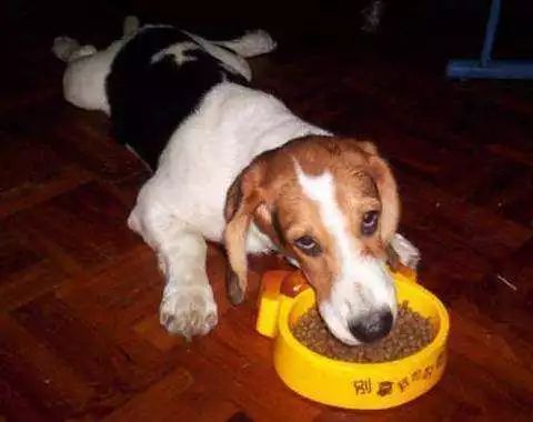 宠物狗能吃梨吗？需谨慎喂食。