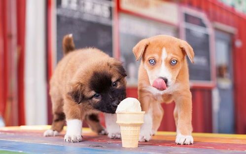 宠物狗能吃梨吗？需谨慎喂食。