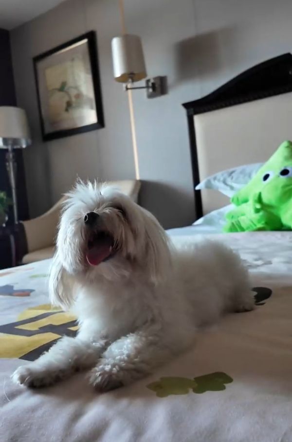 “宠物陪睡主题房间”内的狗狗。图/九派新闻 余兆晨