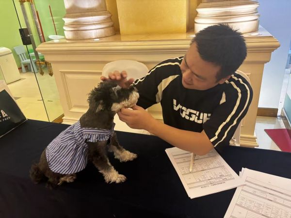在面试环节，驯犬师检查狗狗的健康状态。图/九派新闻 蔡晓萱