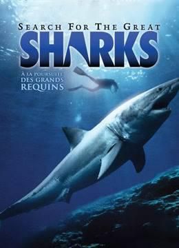 鲨鱼探索