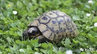 “宠物乌龟养护指南：食宿全解析”
