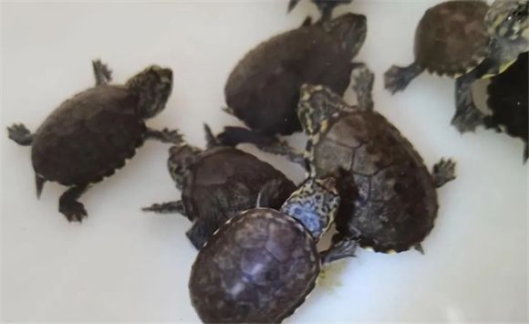 墨西哥龟——养护攻略