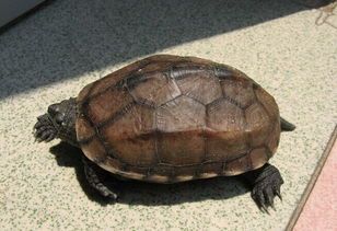 宠物养护不当致乌龟暴毙