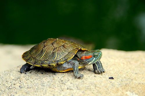 乌龟与狗，和谐共处新体验。