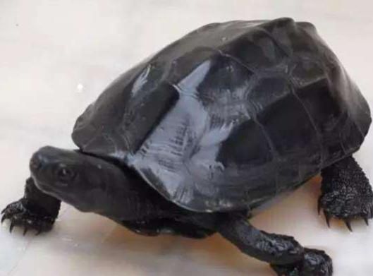 乌龟与狗，和谐共处新体验。