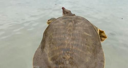 以黄沙鳖为宠物的饲养方法（如何正确饲养黄沙鳖）