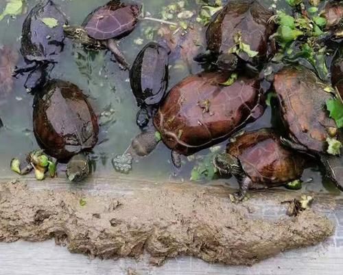 以黄沙鳖为宠物的饲养方法（如何正确饲养黄沙鳖）