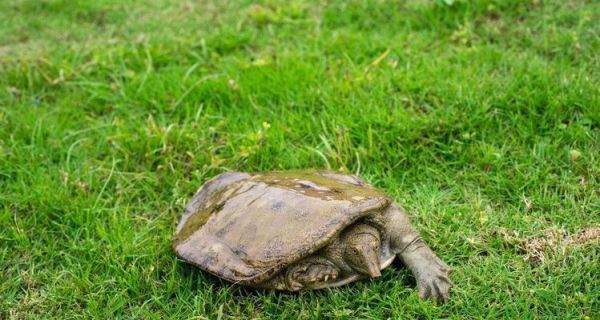 以黄沙鳖为宠物的饲养方法（如何正确饲养黄沙鳖）