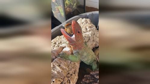 它爱螺蛳，你爱粉，大家必是同路人。宝子们，养个爬吧#秘鲁鳄蜥