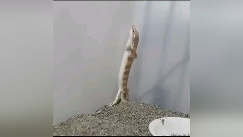 #爬宠 #异宠 #爬宠日常 #石龙子 #砂鱼蜥