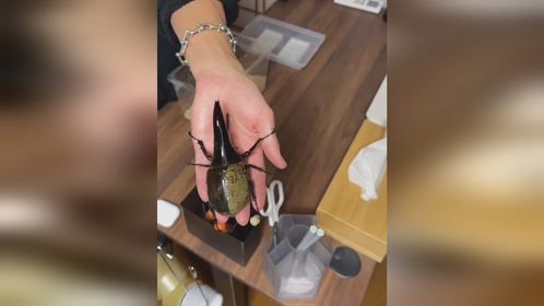 分享自己的宠物托运经验 #宠物托运 日本人的打包还是很严谨的