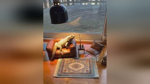 #鬃狮蜥的豪华大豪斯。#爬宠 #异宠 #爬宠日常 #守宫