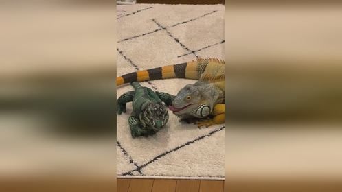 今天主角依然是苍老师的#蜥蜴 ，#爬宠 #异宠 #鬣蜥