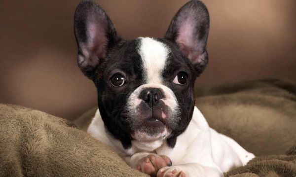 狗狗最近总是放屁而且很臭是什么原因？