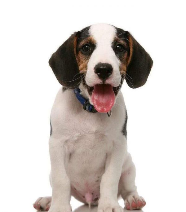 狗狗最近总是放屁而且很臭是什么原因？