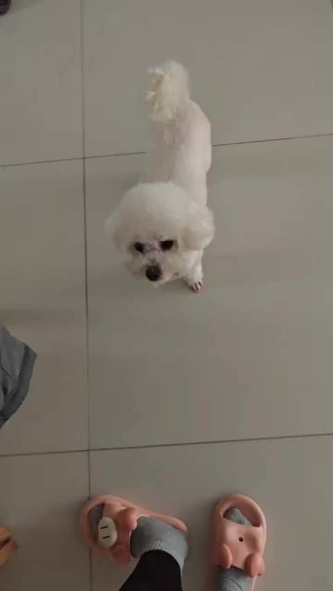 女子记录与宠物猪和小狗的日常居家生活