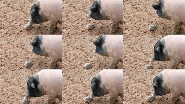 猪及其日常行为