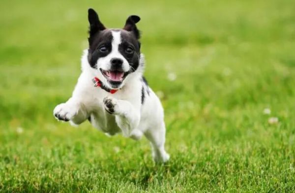 宠物犬幼饲养攻略大全，赶紧看一看吧！