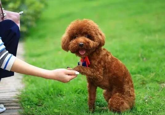 宠物犬幼饲养攻略大全，赶紧看一看吧！