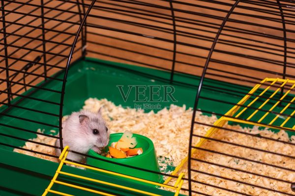 仓鼠在笼子里吃东西照片摄影图片
