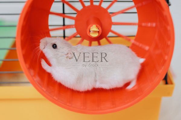 白色仓鼠在橙色轮子里奔跑照片摄影图片