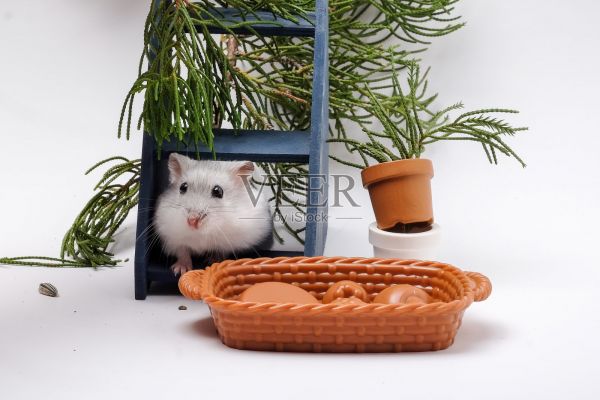 冬天白色的仓鼠照片摄影图片