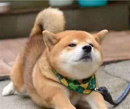 狗狗翘屁股、伸懒腰，想告诉主人这五件事情