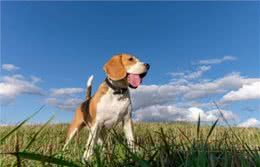 宠物健康篇:狗提高免疫力吃什么小狗吃什么能提高免疫力