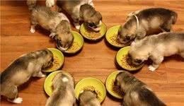 狗少吃25%食物，寿命延长50%