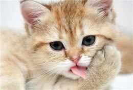 饲养宠物猫的四大注意事项，你要知道