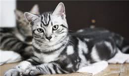 美国短毛猫的6大“优点”，养过的人表示不想换猫了