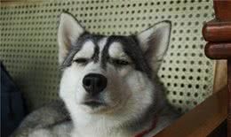 太过“溺爱”狗狗会怎样？这只会“毁”了它