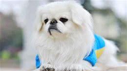 京巴犬出现泪痕，该吃些什么呢？