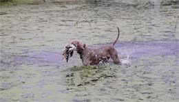 狗狗眼睛很脆弱，这三点千万要注意，别让狗狗看不见你