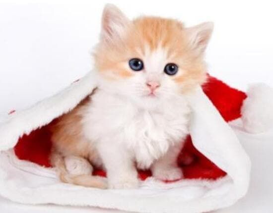 宠物上飞机客舱政策_阿拉斯加犬客舱争议_芳芳上海国际托运宠物