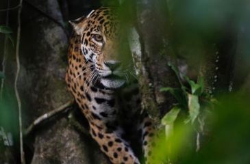 热带雨林有什么野兽