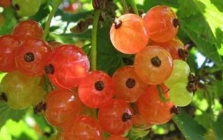 热带雨林有毒的水果