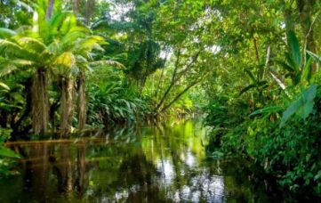 热带雨林恐怖生物
