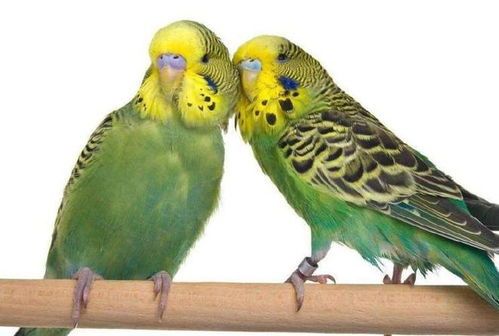 虎皮鹦鹉怎么养 新手养殖诀窍：新手领养虎皮鹦鹉指南，从入门到精通的养殖诀窍，让你的小伙伴快乐又健康！