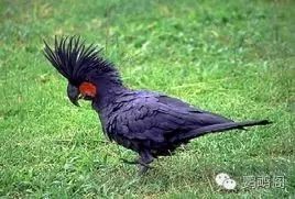 泰国鹦鹉价格一览：您的宠物市场新宠儿！