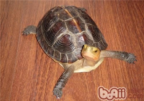 黄缘闭壳龟的品种简介