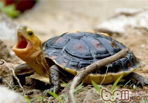 黄缘闭壳龟的饲养要点