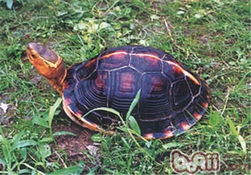 黄缘闭壳龟的生活环境