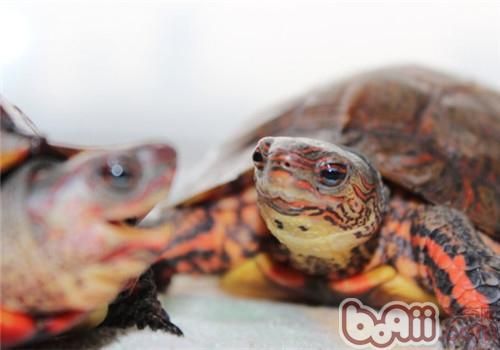 洪都拉斯木纹龟的品种简介