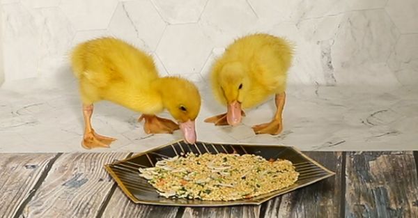 柯尔鸭粮推荐：宠谷山下，让鸭鸭吃得健康又安心