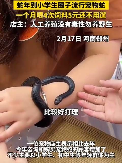 蛇年到小学生圈子流行宠物蛇,一个月喂4次饲料5元,还不用遛